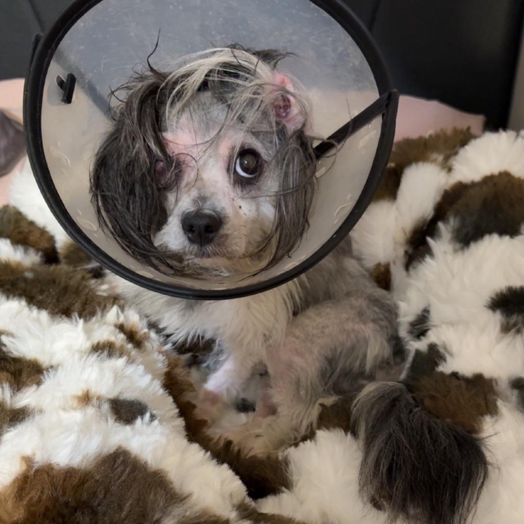 Popeye, a Adoptable mixed breed in Smithfield, NC image 4/6