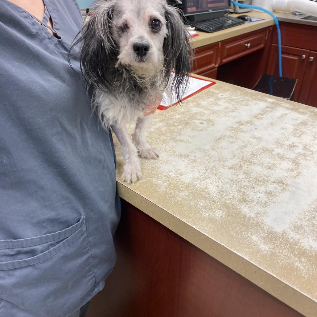 Popeye, a Adoptable mixed breed in Smithfield, NC image 5/6