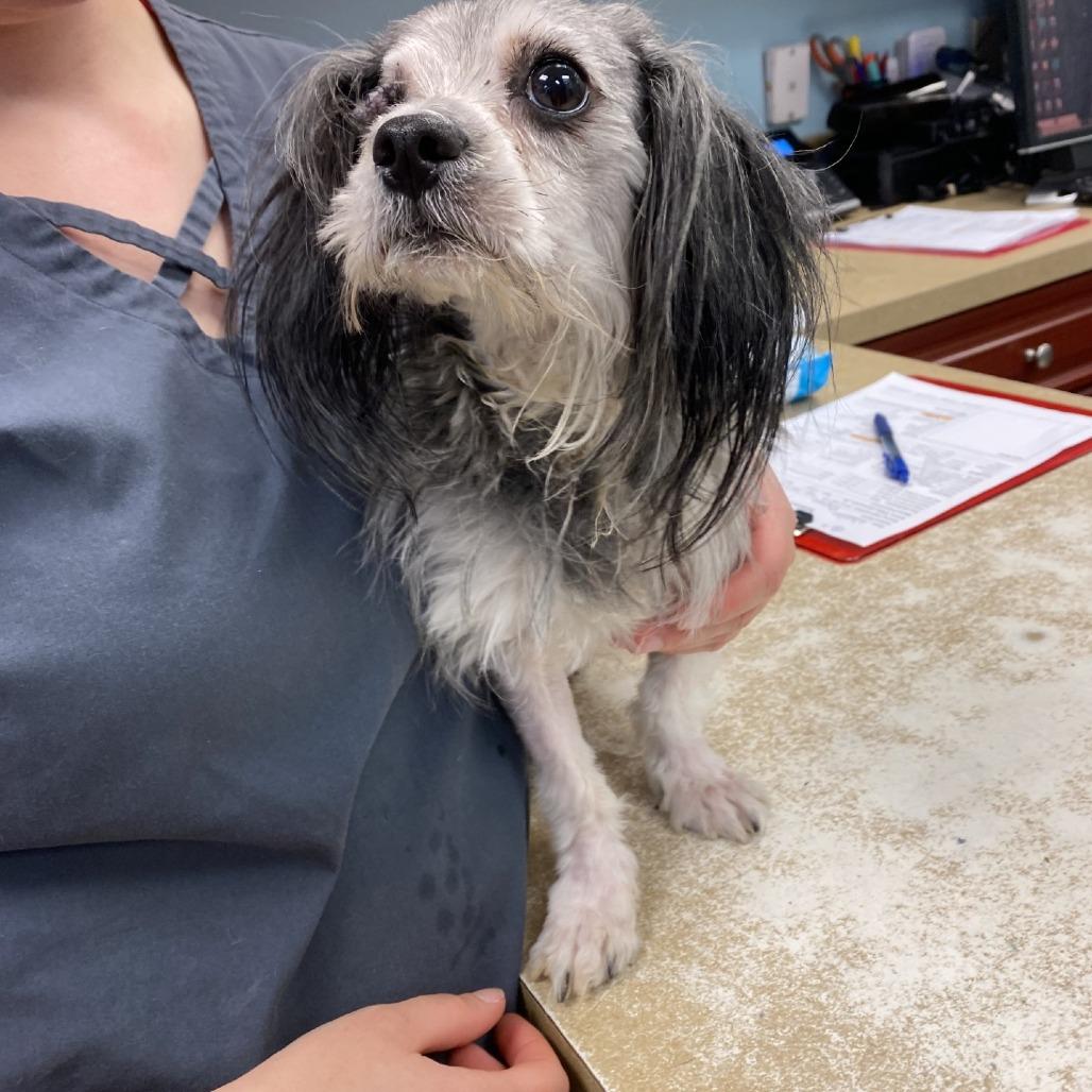 Popeye, a Adoptable mixed breed in Smithfield, NC image 6/6