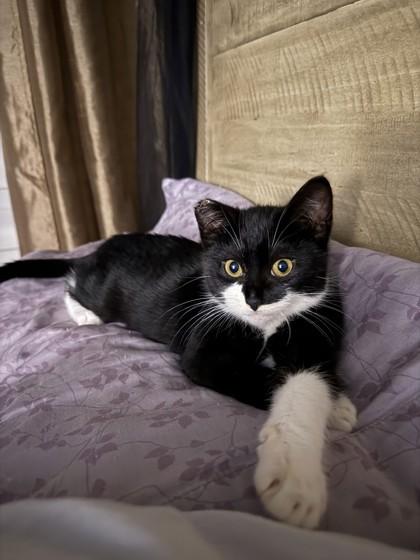 Fuzz Aldrin, Adoptable, Kitten Female Domestic Short Hair & Domestic Short Hair.