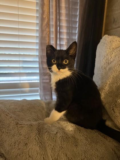 Enlarge Fuzz Aldrin, a Adoptable mixed breed in Everett, WA image 2/2