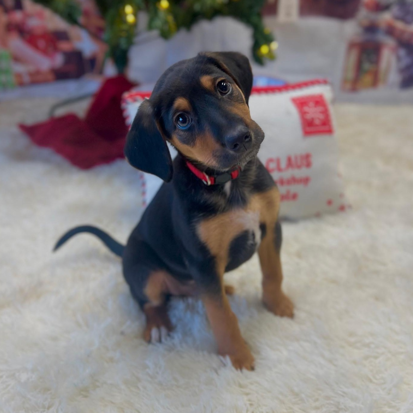 Enlarge Richard Gilmore, an adoptable mixed breed in Spring hill, TN image 2/5