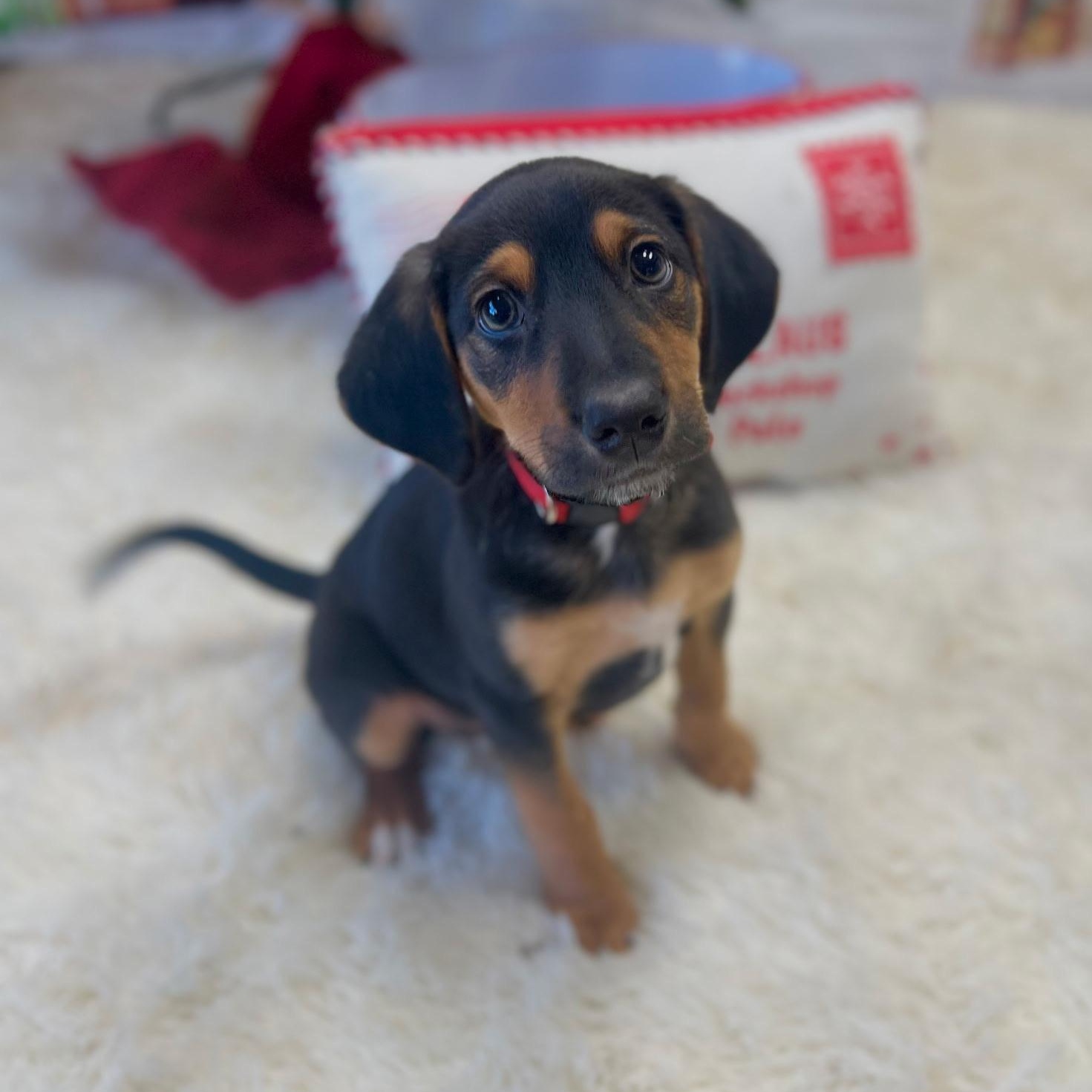 Enlarge Richard Gilmore, an adoptable mixed breed in Spring hill, TN image 3/5