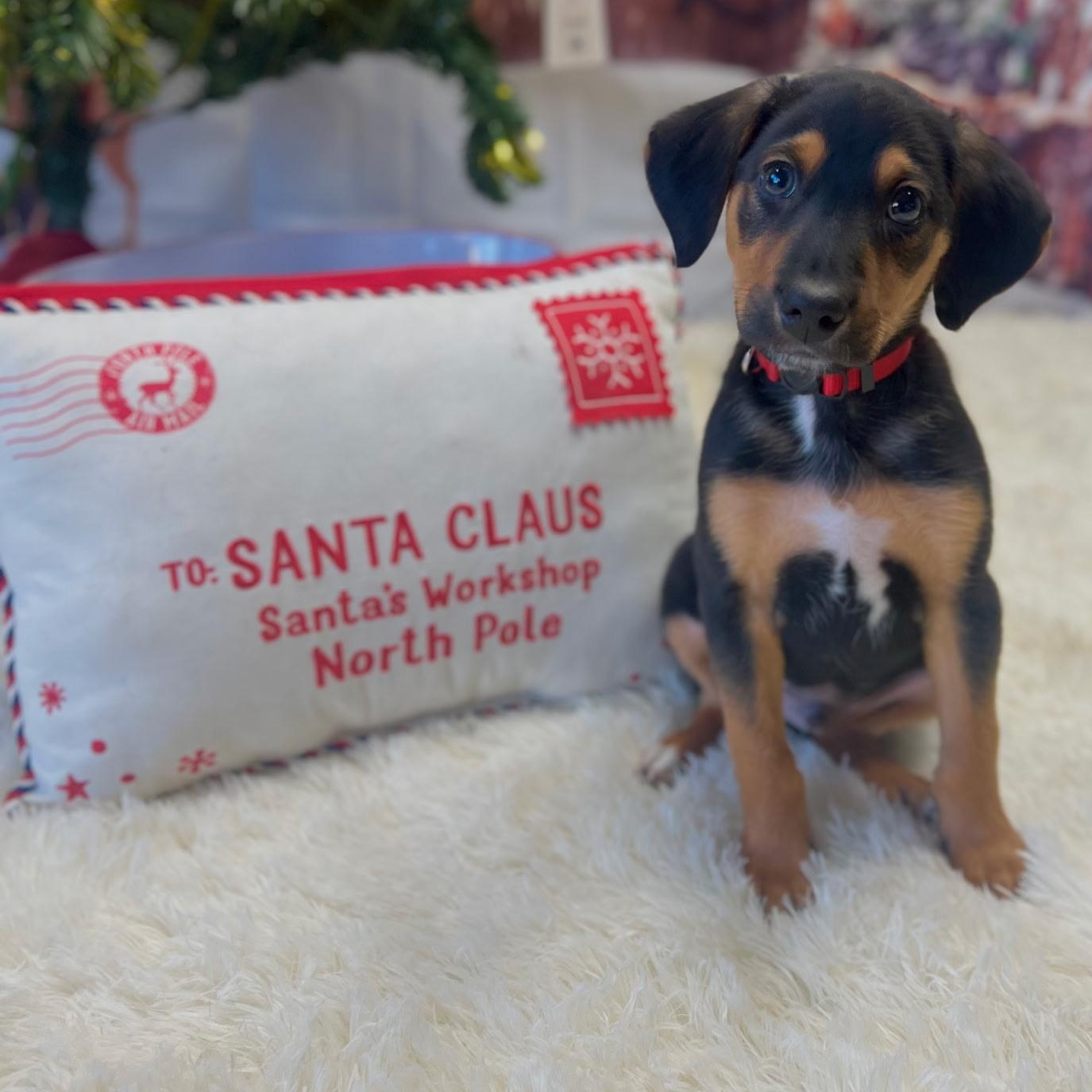 Enlarge Richard Gilmore, an adoptable mixed breed in Spring hill, TN image 4/5