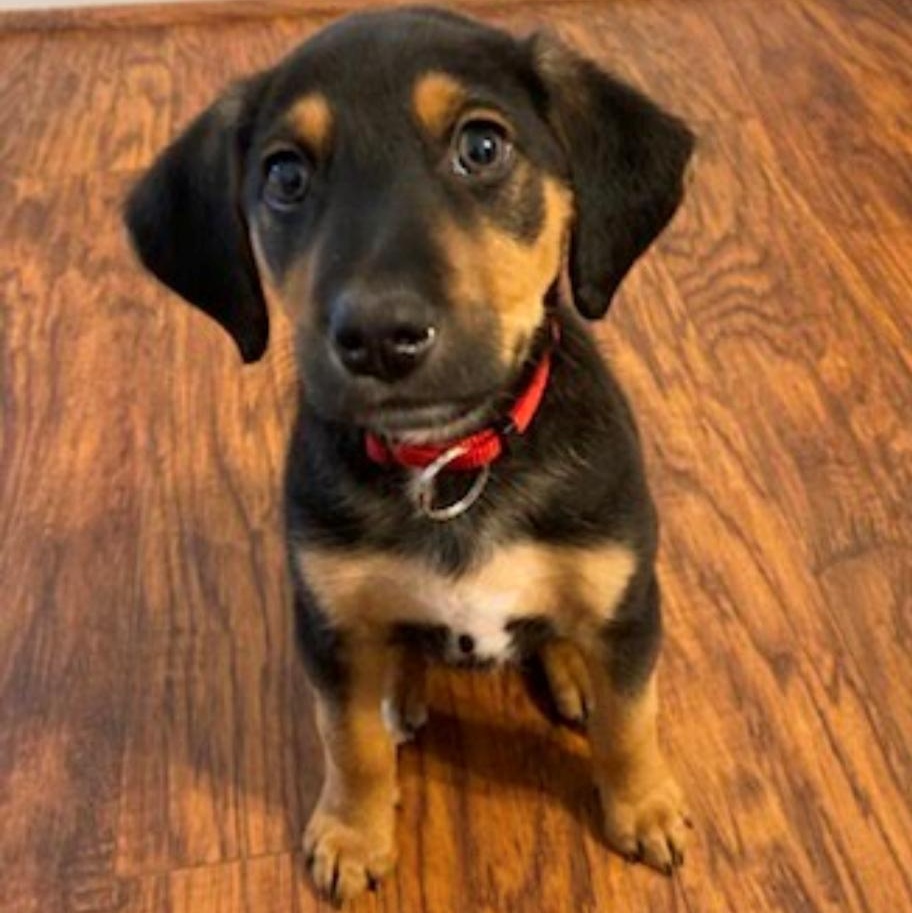 Enlarge Richard Gilmore, an adoptable mixed breed in Spring hill, TN image 5/5