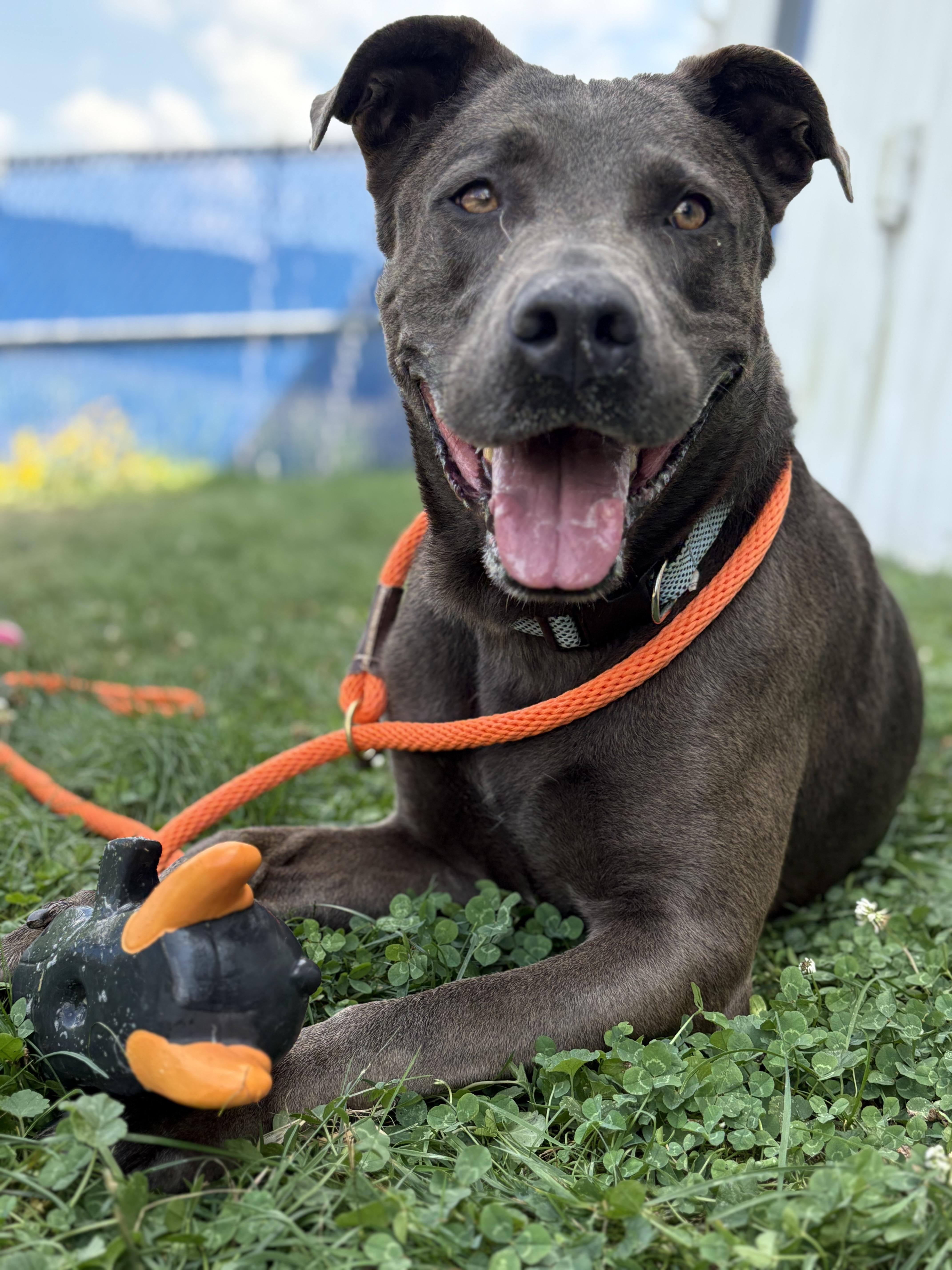 Enlarge Mitus, a Adoptable mixed breed in Millersburg, OH image 1/3