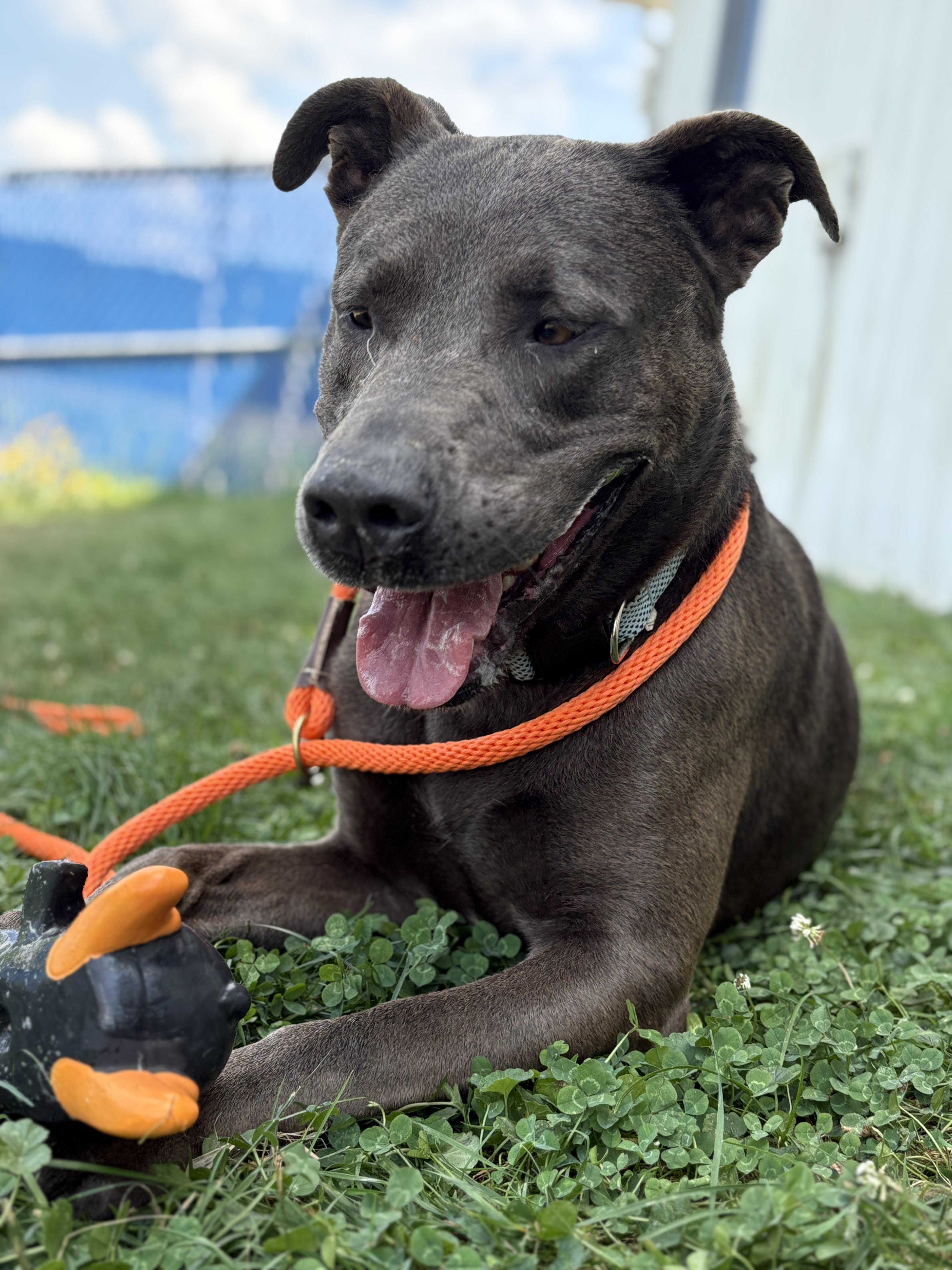 Enlarge Mitus, a Adoptable mixed breed in Millersburg, OH image 2/3