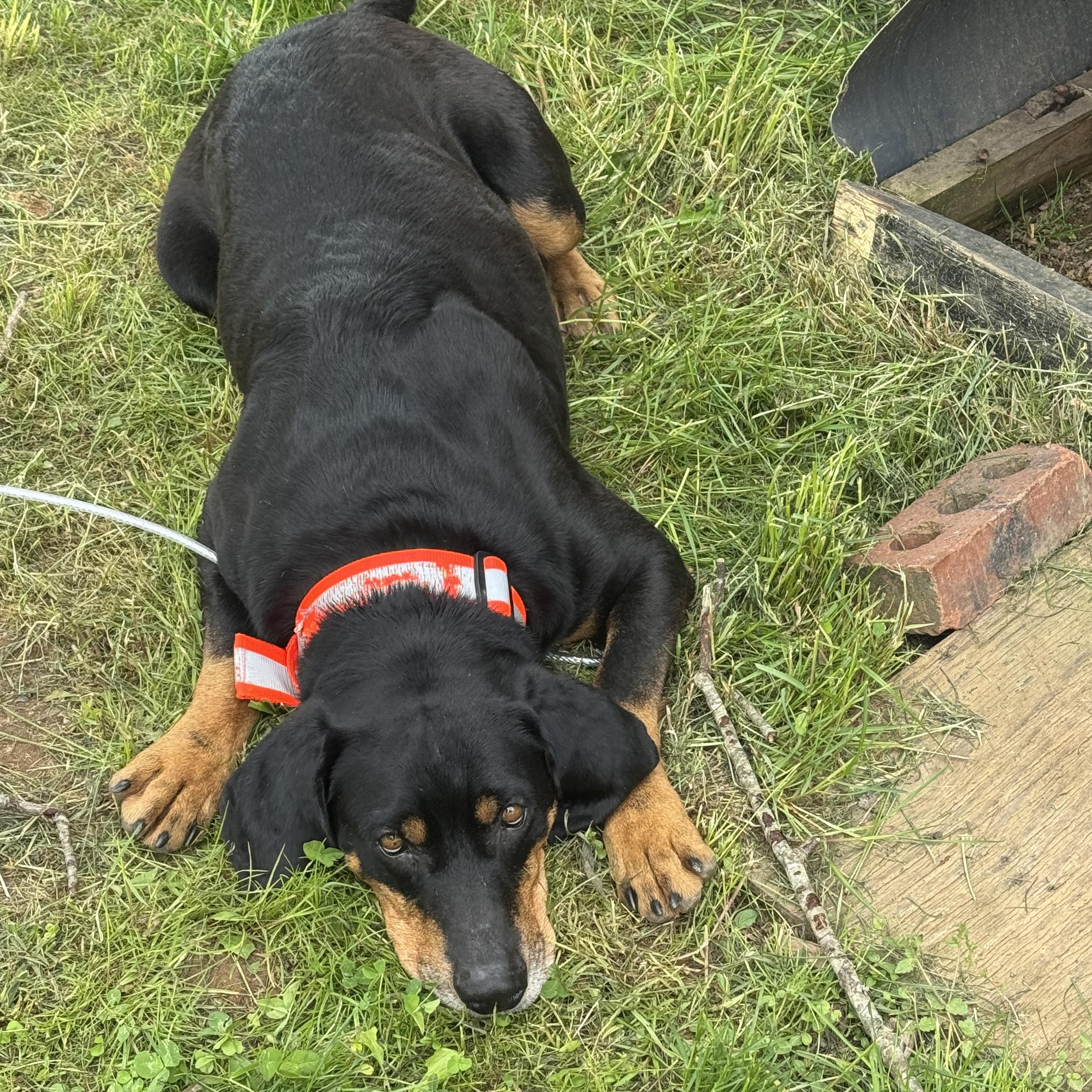 Enlarge Roscoe *Community Post*, a ADOPTABLE mixed breed in Floyd, VA image 3/5