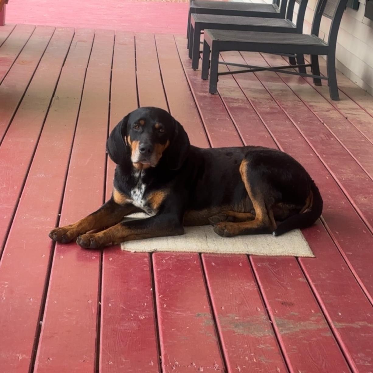 Enlarge Roscoe *Community Post*, a ADOPTABLE mixed breed in Floyd, VA image 2/5