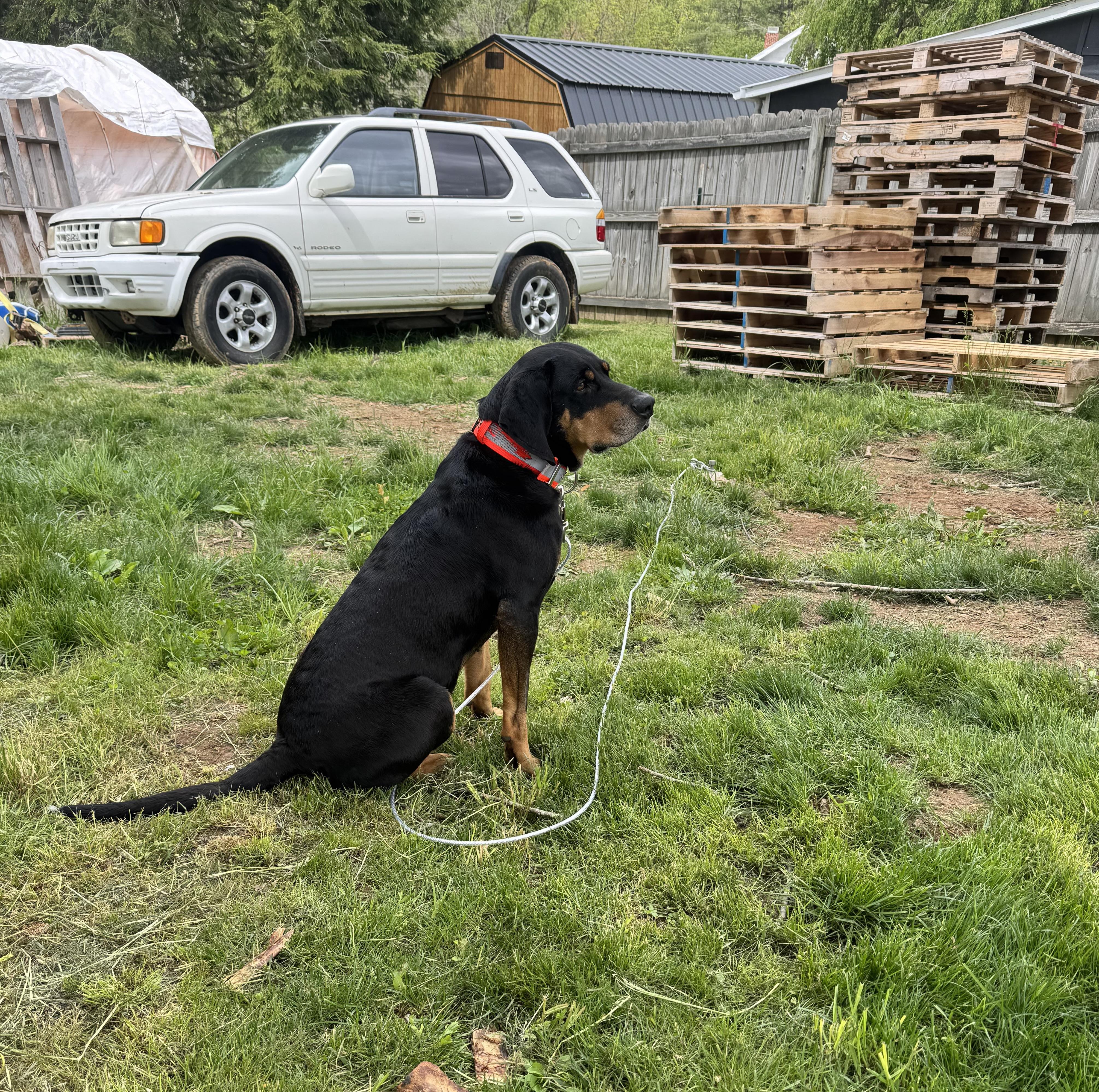 Enlarge Roscoe *Community Post*, a ADOPTABLE mixed breed in Floyd, VA image 5/5