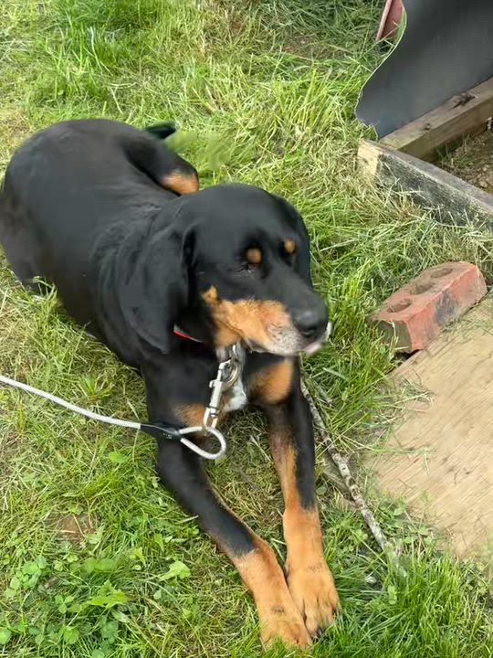 Enlarge Roscoe *Community Post*, a ADOPTABLE mixed breed in Floyd, VA video 4/5