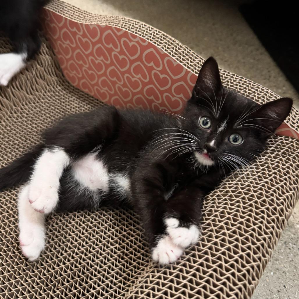 Dave, Adoptable, Kitten Male Domestic Short Hair.