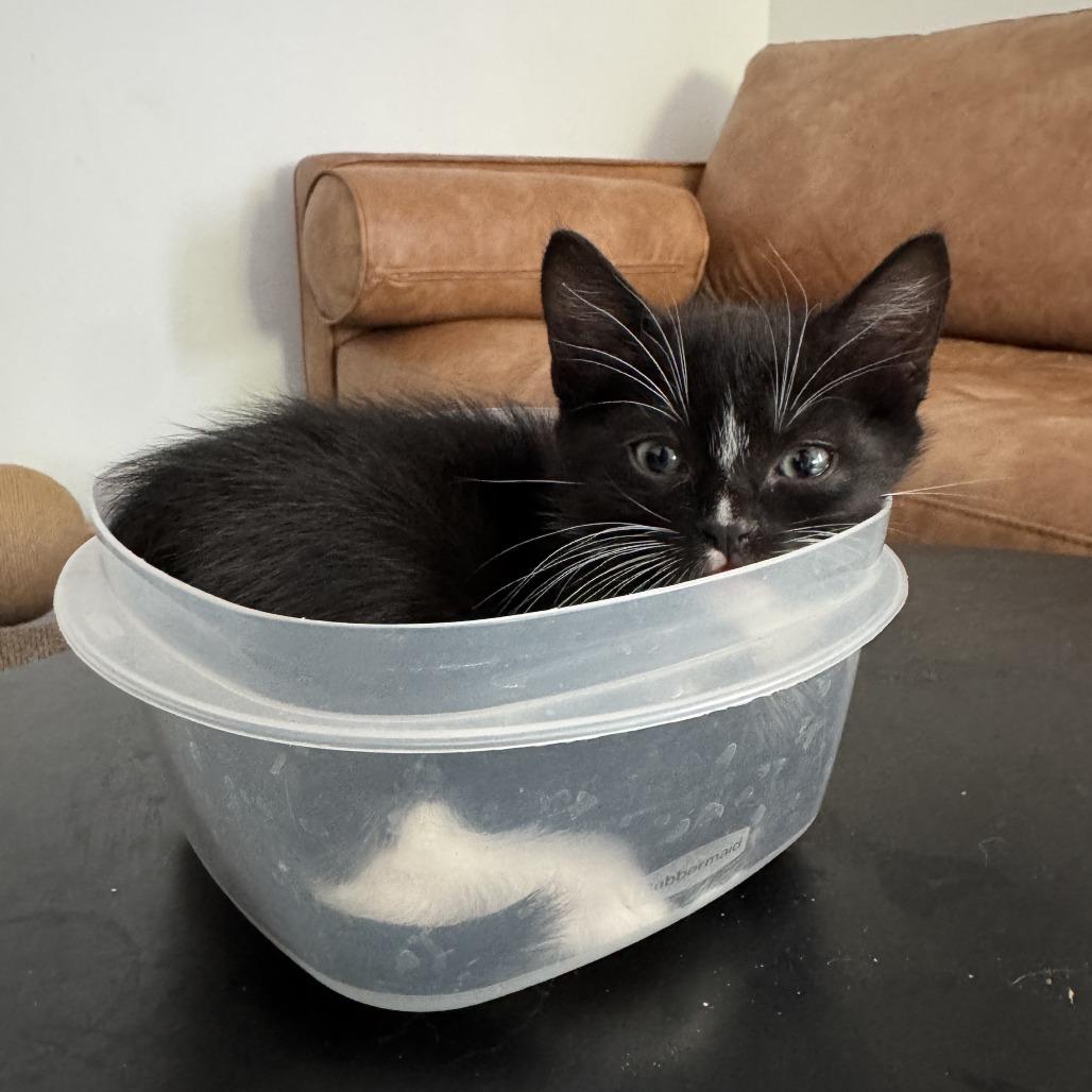 Dave, a Adoptable Domestic Short Hair in Los Angeles, CA image 2/4