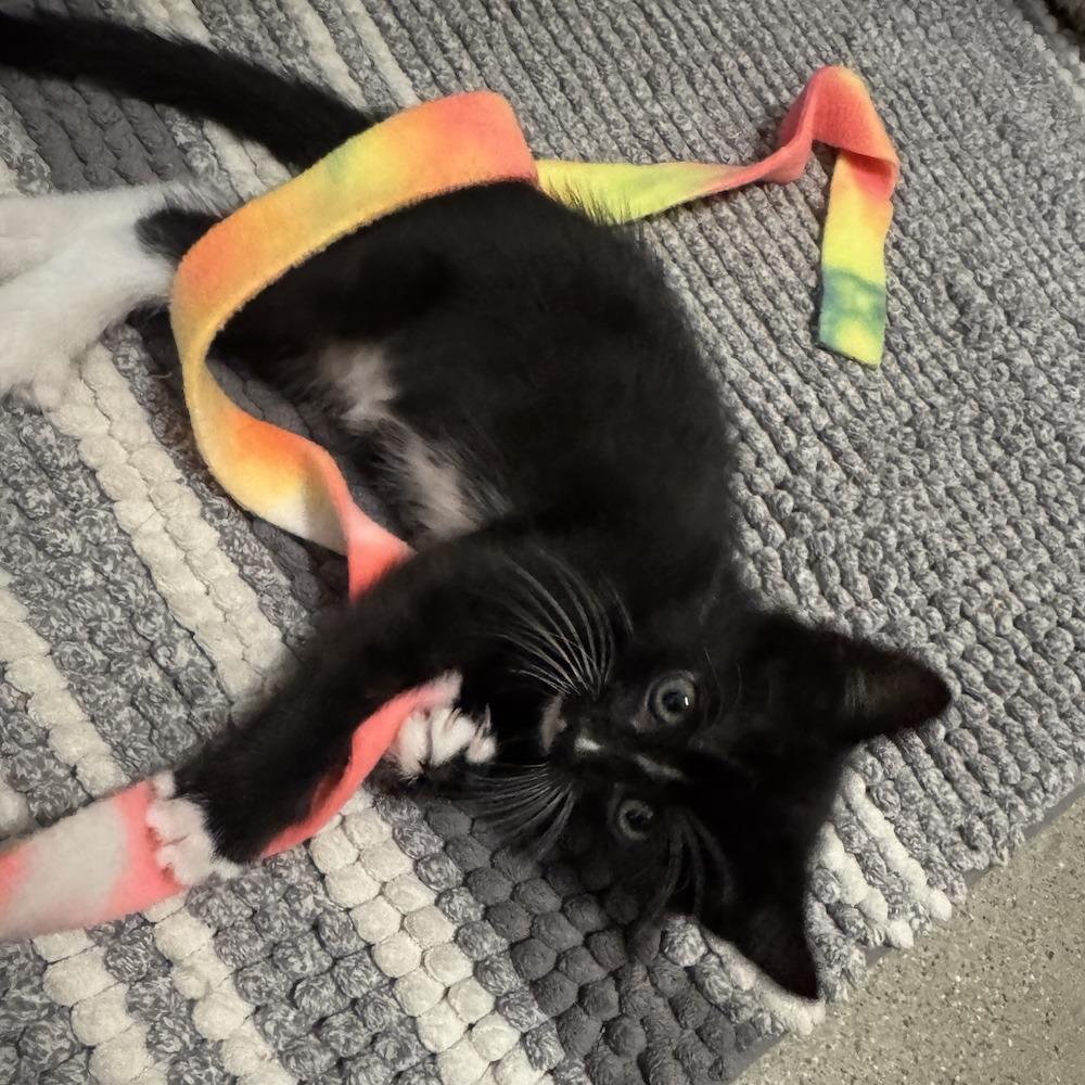 Dave, Adoptable, Kitten Male Domestic Short Hair.