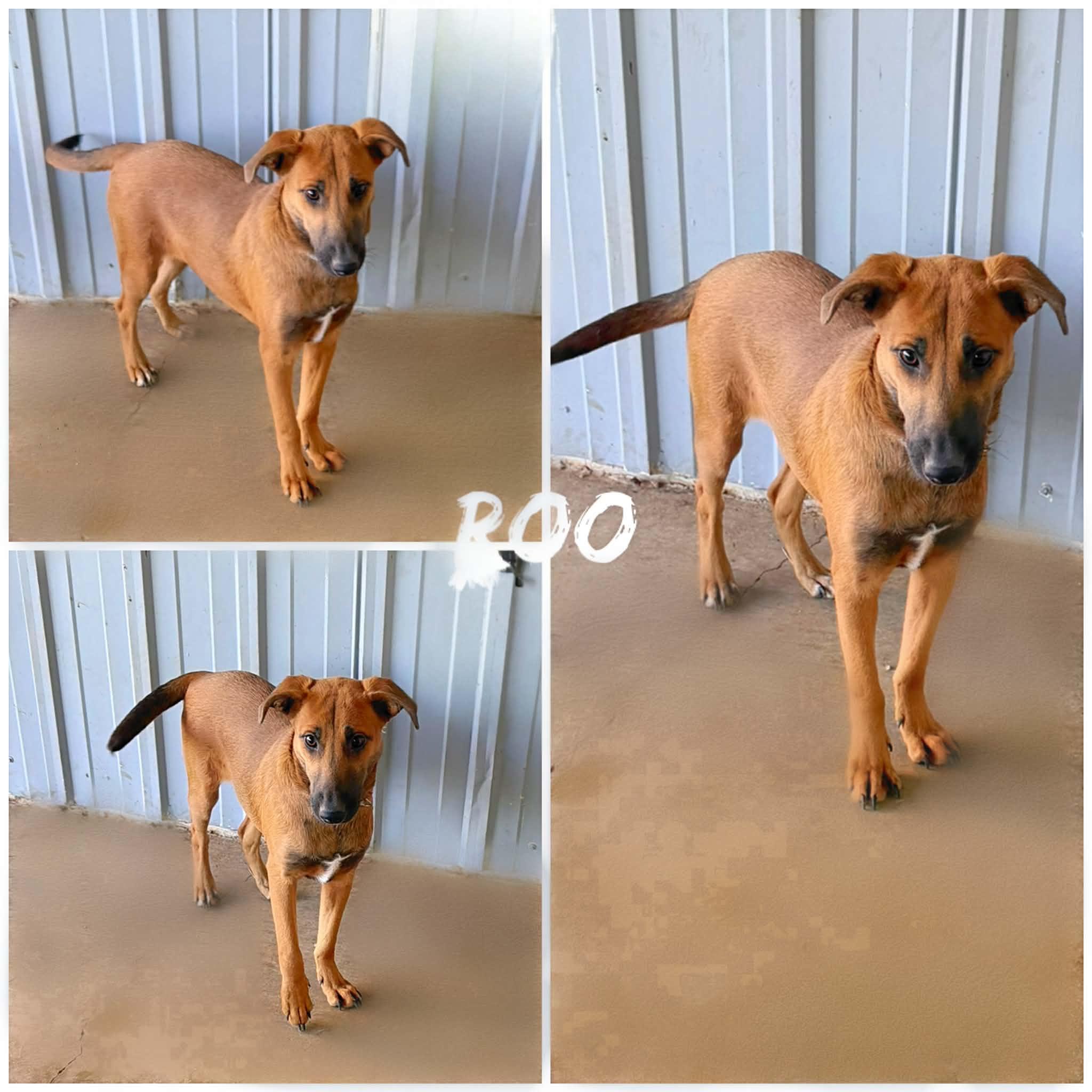 Roo, ADOPTABLE, Young Female Shepherd.