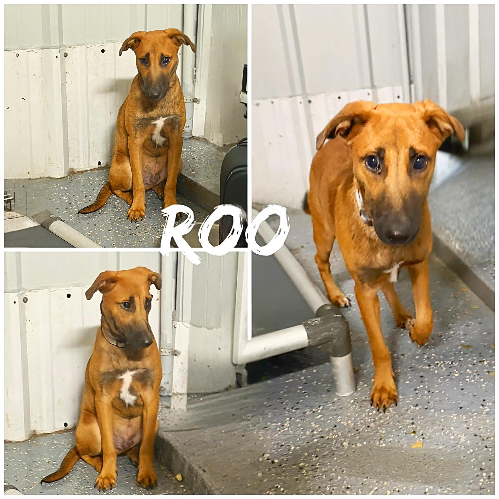 Enlarge Roo, a ADOPTABLE mixed breed in Saint James, MO image 2/2