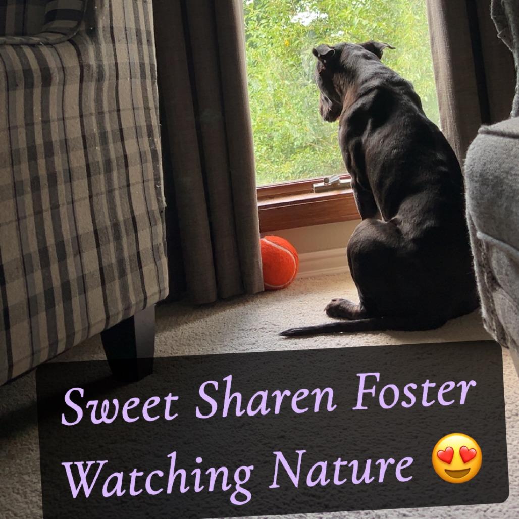 Sharen, Adoptable, Senior Female Terrier.