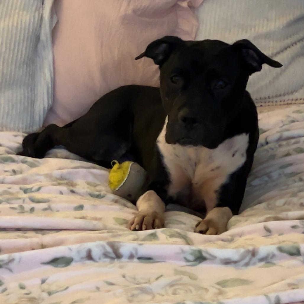 Enlarge Sharen, a Adoptable Terrier in St. Louis, MO image 2/6