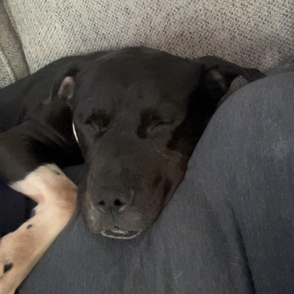 Enlarge Sharen, a Adoptable Terrier in St. Louis, MO image 3/6