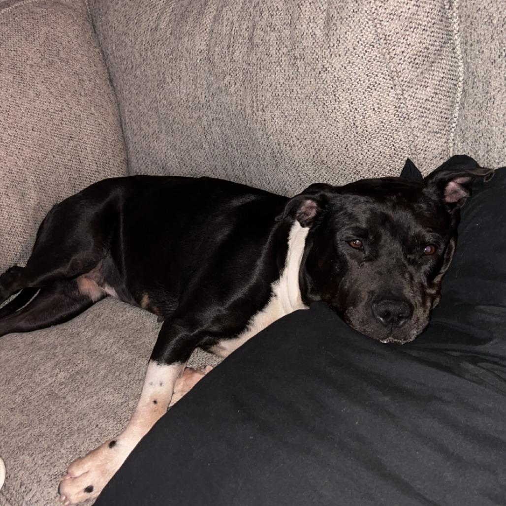 Enlarge Sharen, a Adoptable Terrier in St. Louis, MO image 4/6