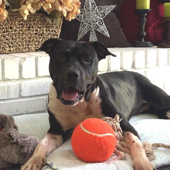 Enlarge Sharen, a Adoptable Terrier in St. Louis, MO image 6/6