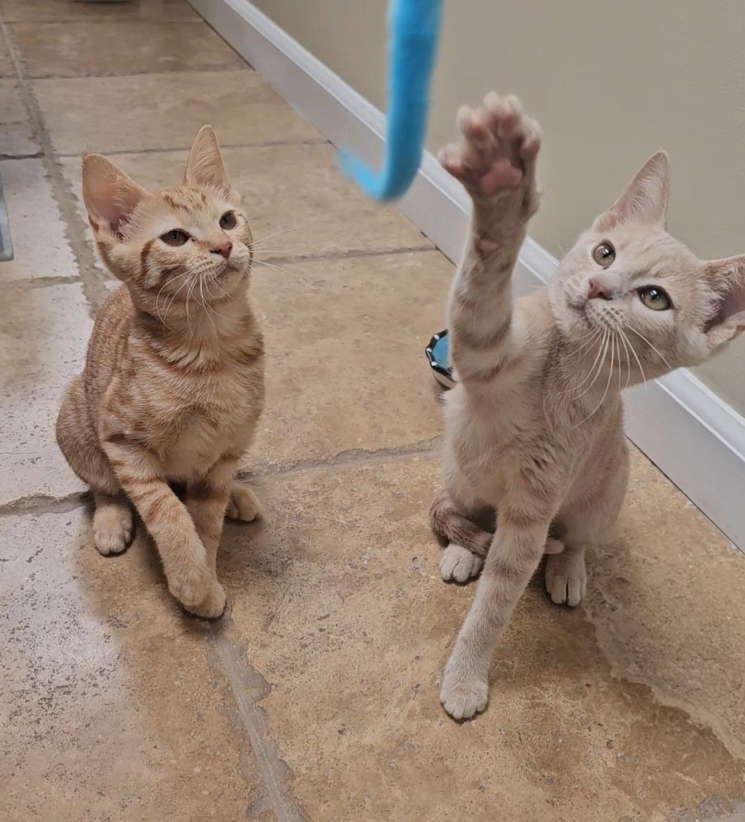 Meet Abigail and Fran Bonded Sister Kittens Born at the end of March 2025 Abigail and Fran are a d