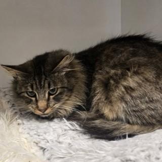 Sparkles thumbnail 2