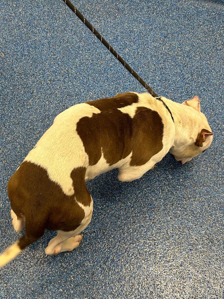 Enlarge 26-422 Tank, a Adoptable Pit Bull Terrier in Tarboro, NC image 1/2