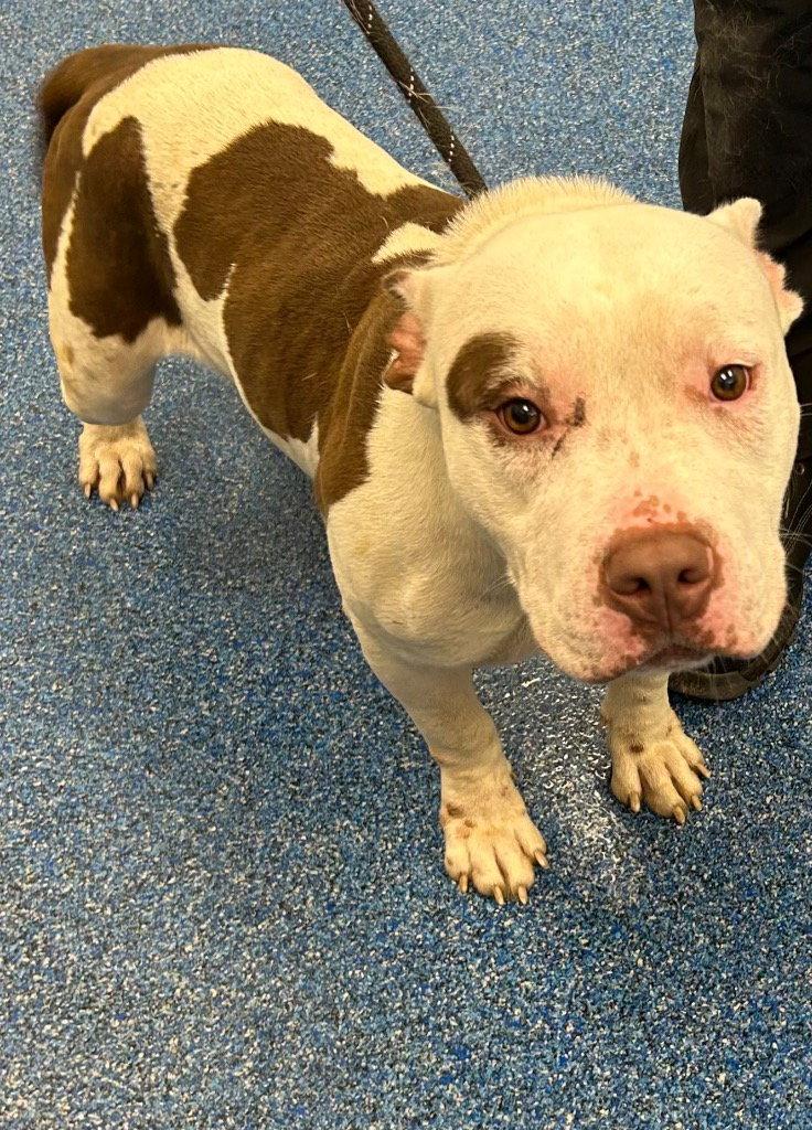 Enlarge 26-422 Tank, a Adoptable Pit Bull Terrier in Tarboro, NC image 2/2