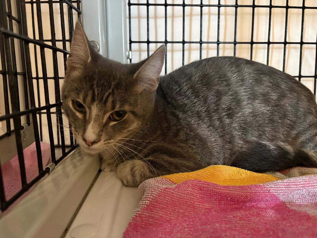 Guajillo, Adoptable, Kitten Male Domestic Short Hair.