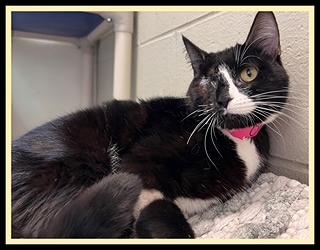 OLIVE OIL, Adoptable, Young Female Domestic Short Hair.