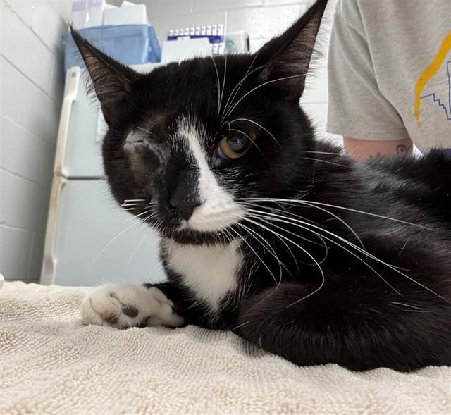 Enlarge OLIVE OIL, a Adoptable Domestic Short Hair in Peoria, IL image 1/1