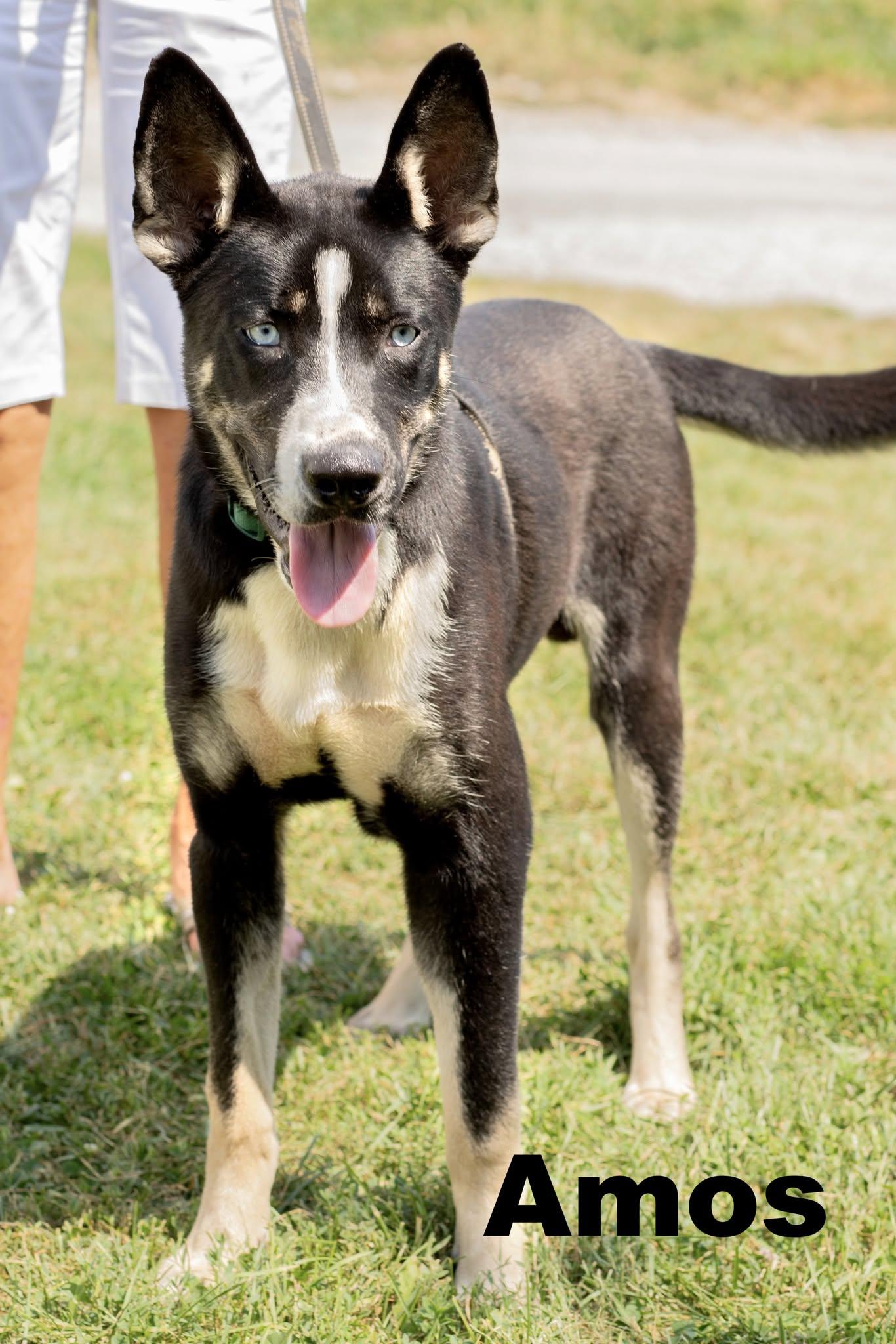 Amos, Adopted, Adult Male Mixed Breed.