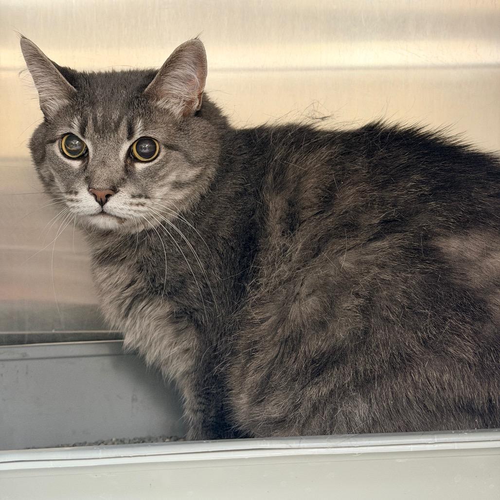 Enlarge Loretta, a Adoptable Domestic Short Hair in Indianapolis, IN image 1/1