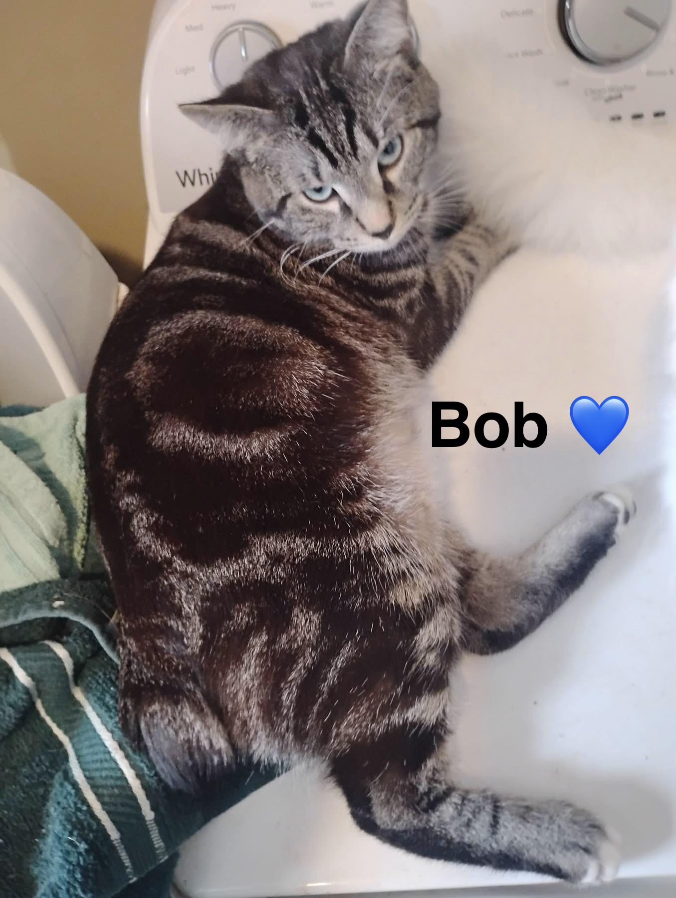 Enlarge Bob, an adopted mixed breed in Beckley, WV image 2/2