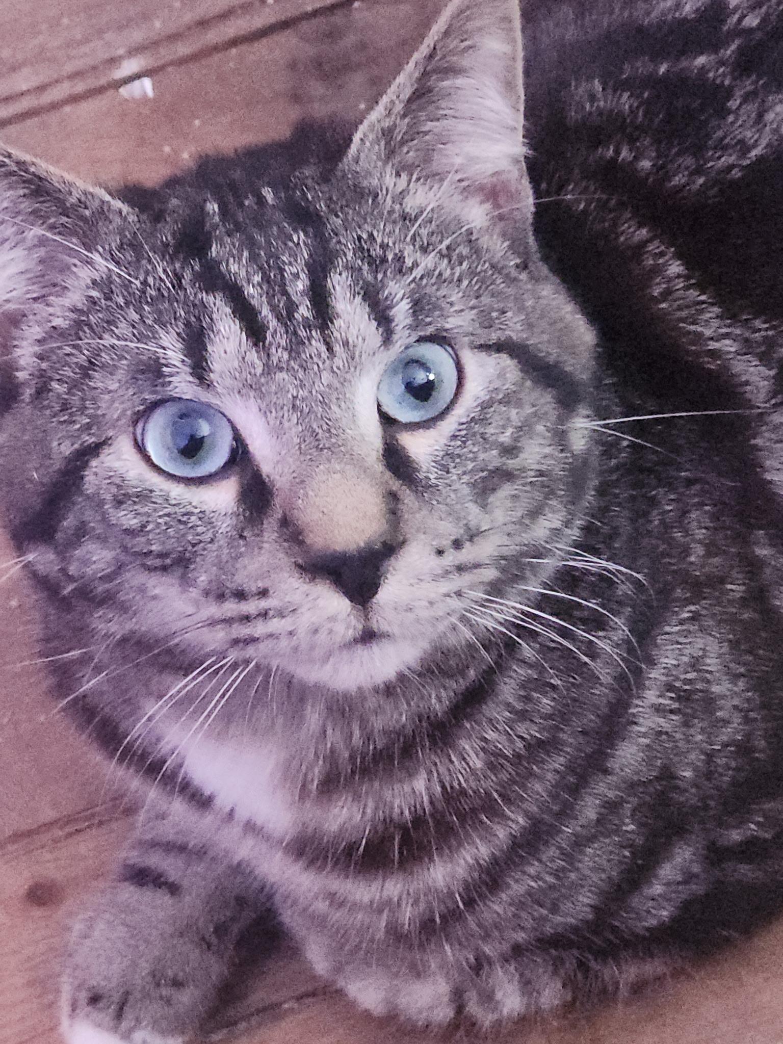 Bob, adopted, Kitten Male American Bobtail & Tabby.