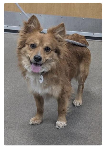 Enlarge Blueberry, a ADOPTABLE mixed breed in Gaithersburg, MD image 2/2