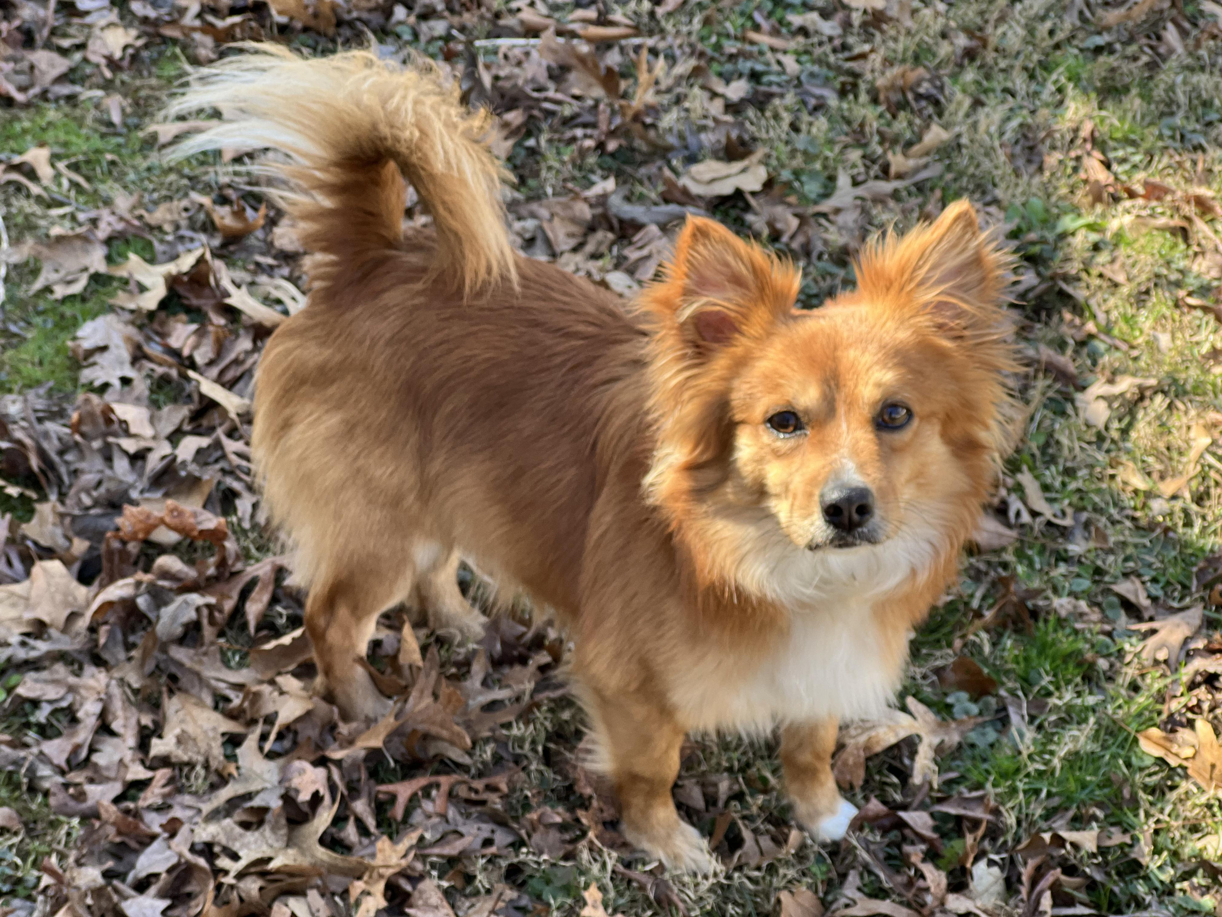 Blueberry, ADOPTABLE, Adult Male Corgi & Chihuahua.