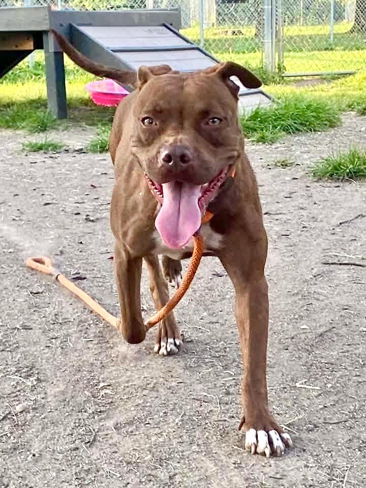Enlarge Kim, a Adopted Pit Bull Terrier in Chicago, IL image 3/5