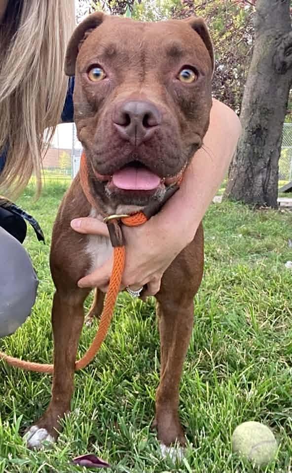 Enlarge Kim, a Adopted Pit Bull Terrier in Chicago, IL image 4/5