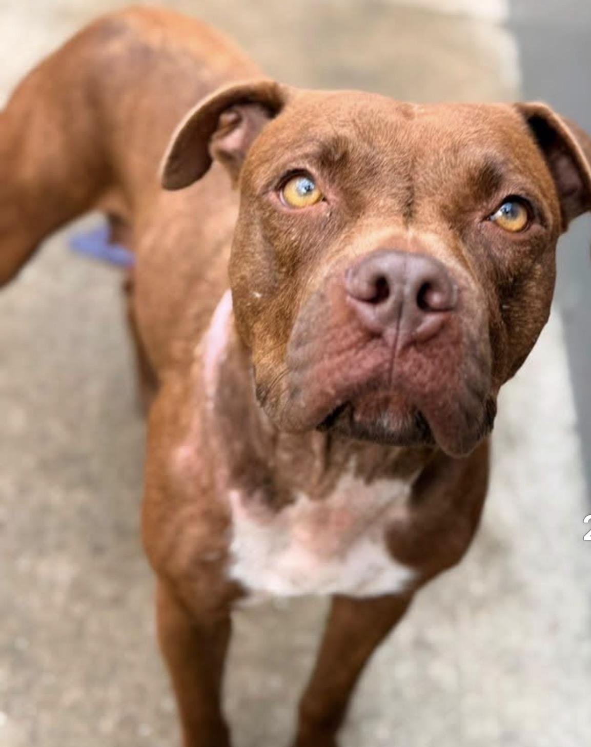 Kim, Adopted, Adult Female Pit Bull Terrier.