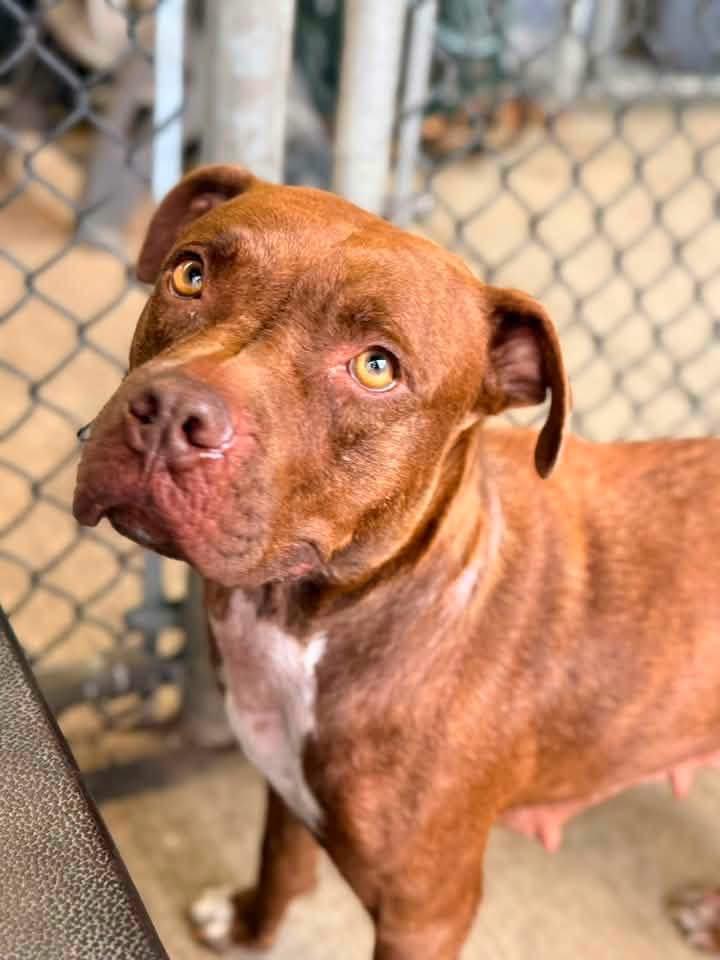 Enlarge Kim, a Adopted Pit Bull Terrier in Chicago, IL image 2/5