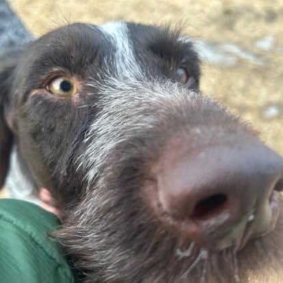 Enlarge Zain, a ADOPTABLE German Wirehaired Pointer in Homer, AK image 3/3