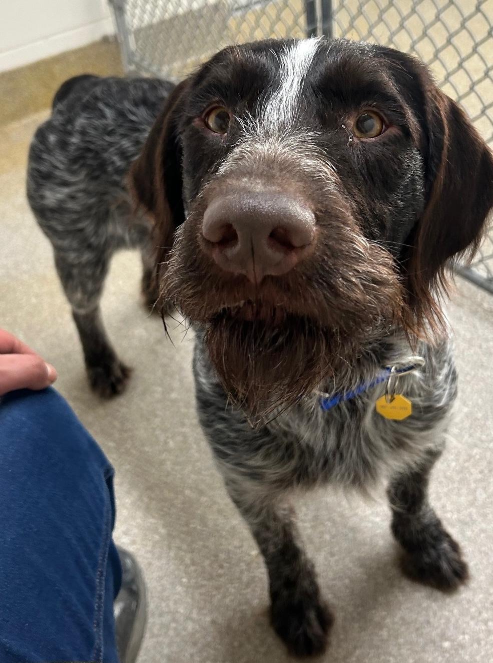 Zain, ADOPTABLE, Young Male German Wirehaired Pointer.