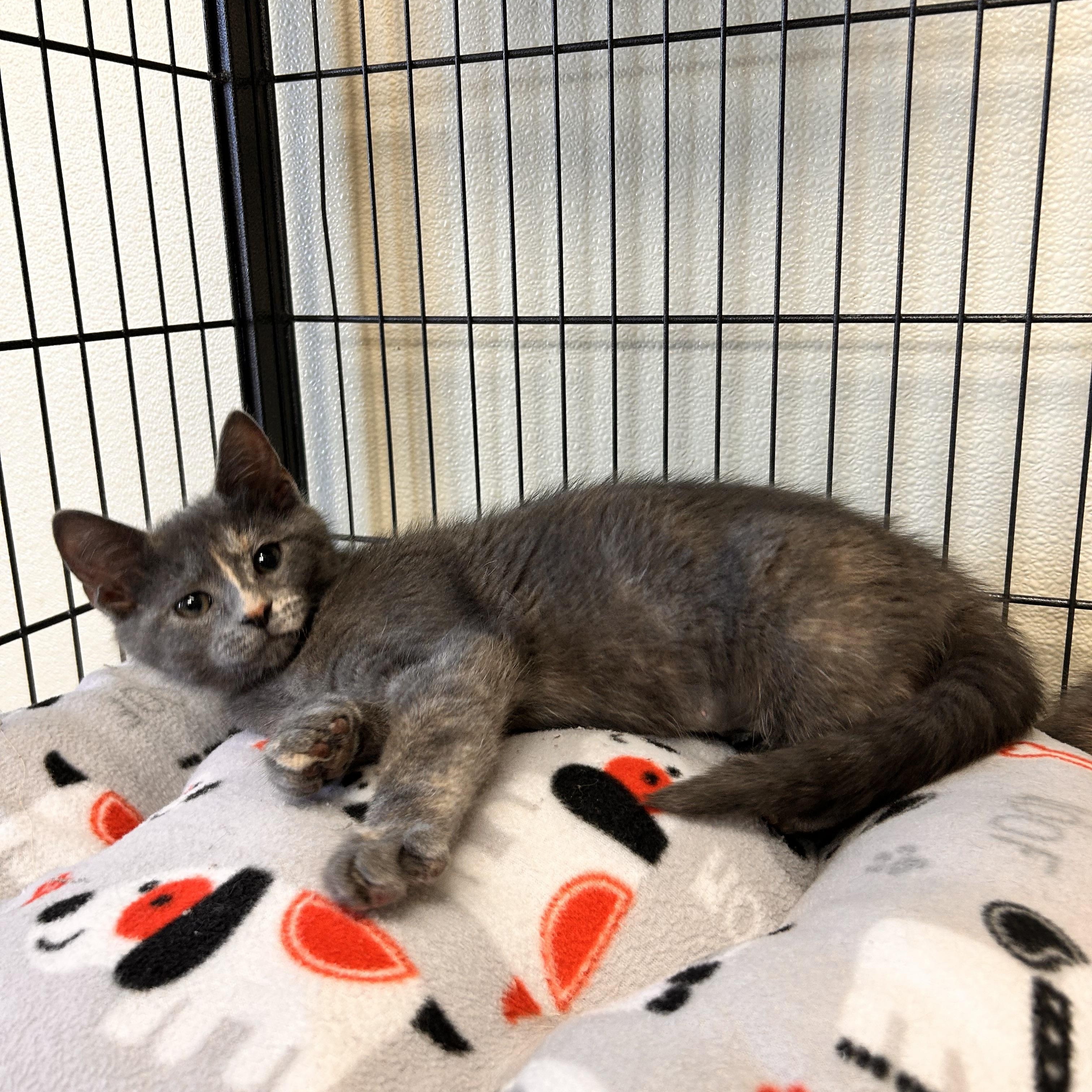 Enlarge Donut, an adopted Domestic Short Hair in Myerstown, PA image 1/2