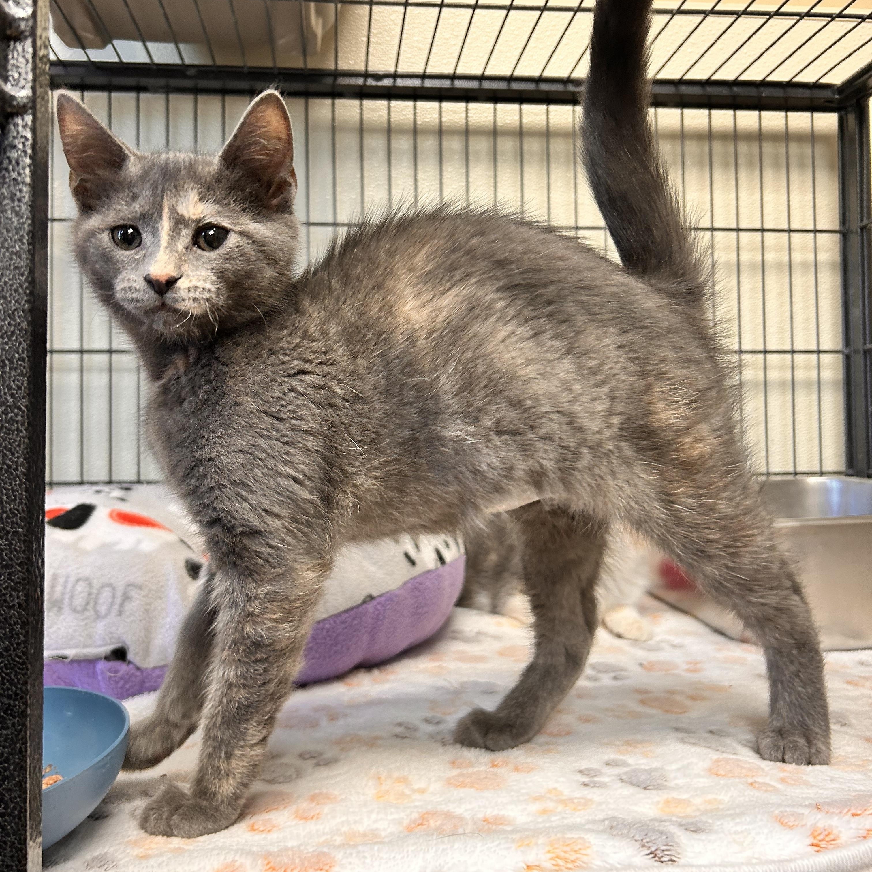 Enlarge Donut, an adopted Domestic Short Hair in Myerstown, PA image 2/2