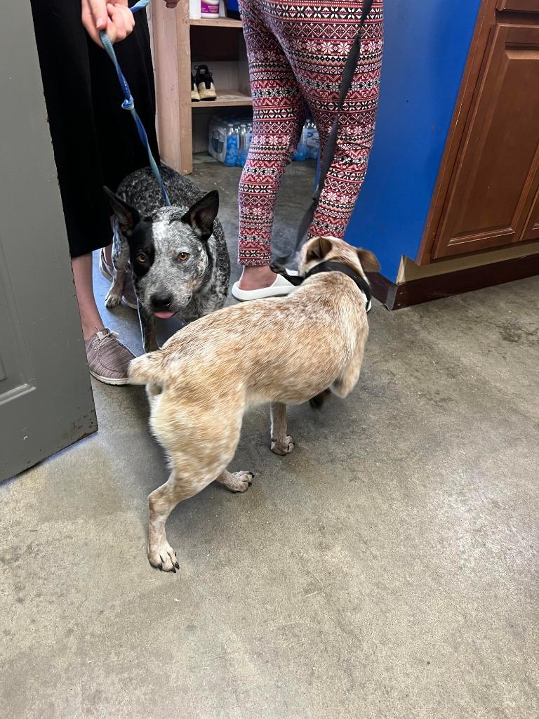 Patch, Adoptable, Adult Male Australian Cattle Dog / Blue Heeler.