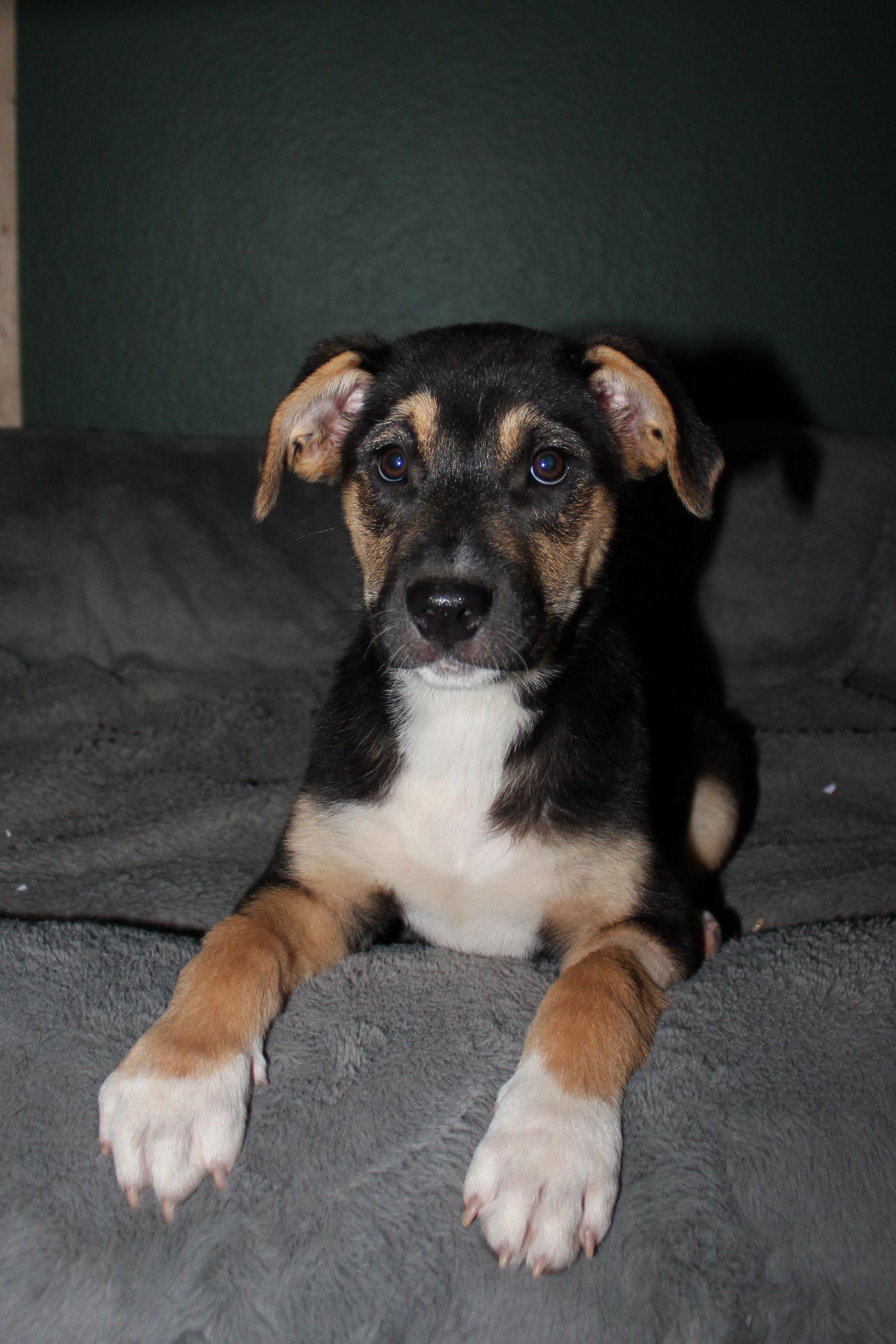 Mossy, Adopted, Puppy Female Australian Shepherd.