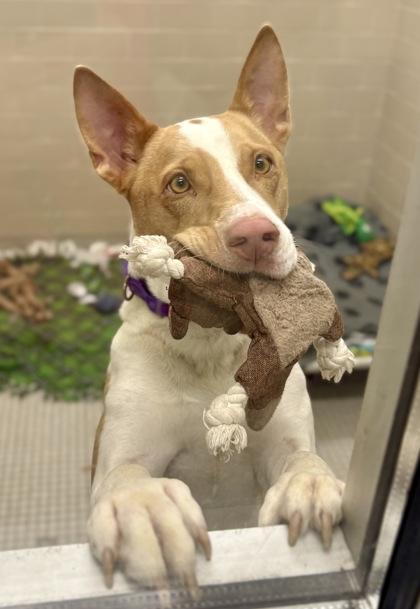 Pewder, Adoptable, Adult Male Mixed Breed & Mixed Breed.