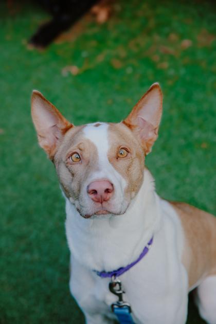 Enlarge Pewder, a Adoptable mixed breed in Bellevue, WA image 2/3